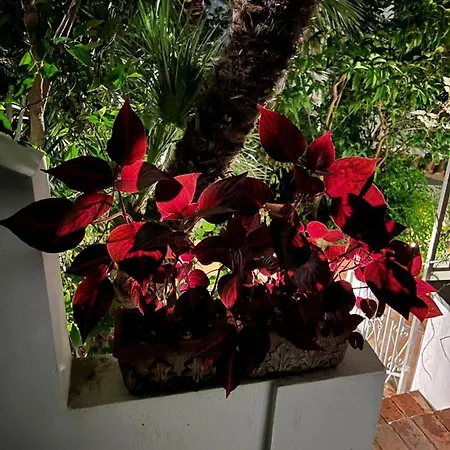 Apartament Maison Mele Ischia