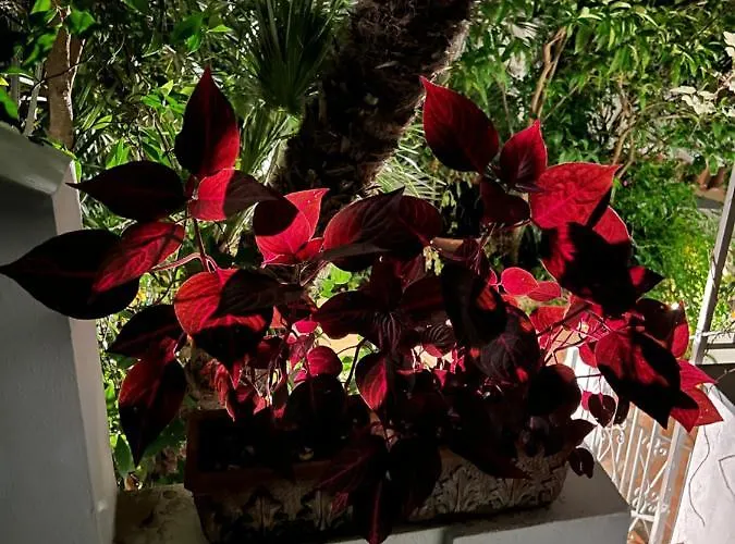 Apartament Maison Mele Ischia